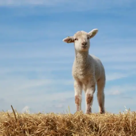 Lammetjesdagen 2026 Peelkudde Schaapsdrift