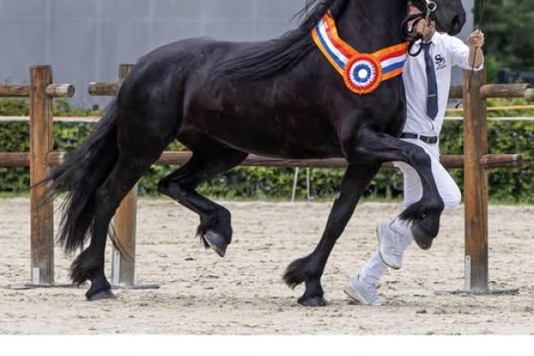 Keuring van Friese veulens en merries