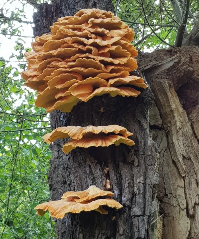IVN Geysteren-Venray: Lezing en wandeling Paddenstoelen en schimmels