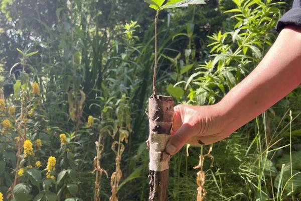 Workshop Ent-experiment met Mirte van Laarhoven op zondag 24 mei in het Odapark