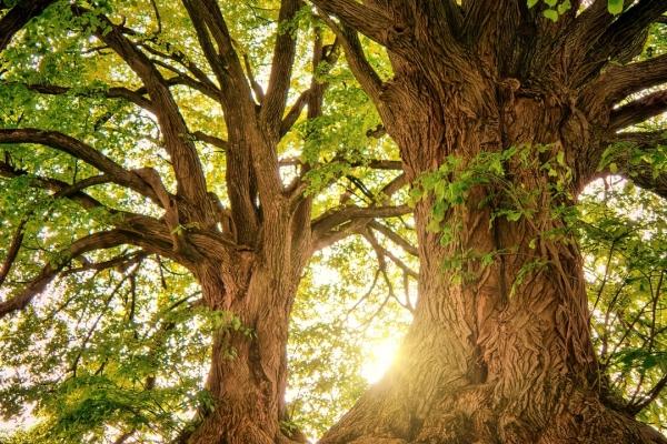 Expositie Niemandsland – Sonex in Theehuis Odapark