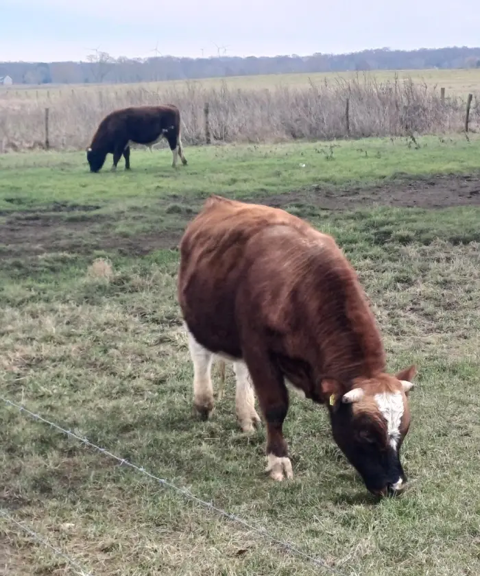 IVN Geysteren-Venray: Natuurwandeling in ‘t Sohr