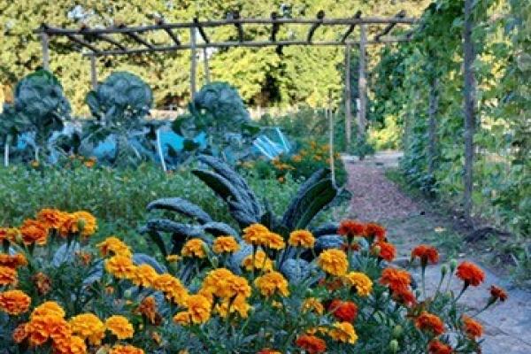 Rondleidingen - Info uurtje - Theeproeverij bij Wijkmoestuin Landweert