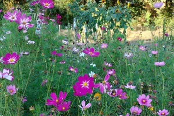 Plantjes, zaden, jam en kruiden kopen en honing bestellen bij Wijkmoestuin Landweert
