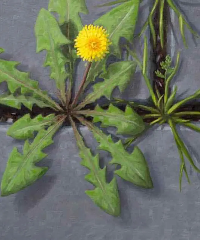 IVN Geysteren-Venray geeft de natuur op straat een stem
