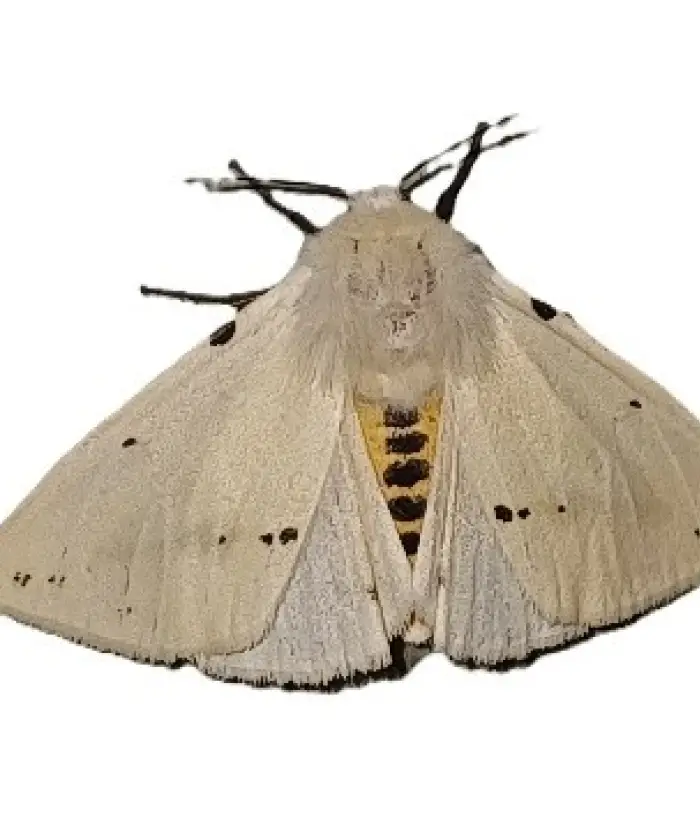 IVN Geysteren Venray organiseert in samenwerking met Natuurbegraafplaats Weverslo de Nationale Nacht van de Nachtvlinder